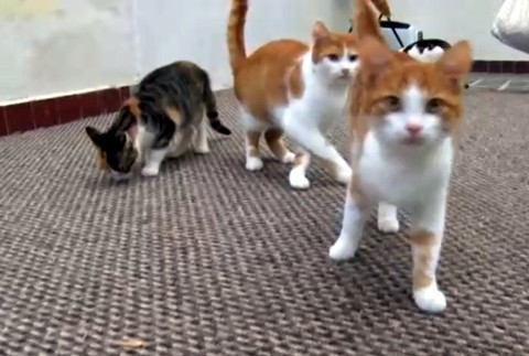 Blíži sa zima. Ak zvieratám nikto nepomôže, skončia na ulici