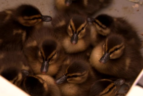 [multi] Kačky v Petržalke 1043