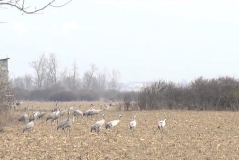 FOTO: Exotika priletela na Zemplín. Pozrite si unikátne zábery Žeriavov popolavých 