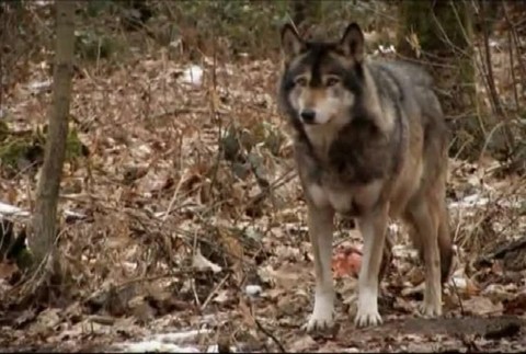 Vlci zahnali jelenicu k domu starostu, tu zdochla100