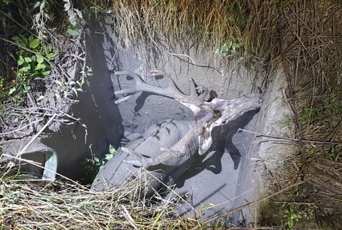 Záchrana jeleňa zo šachty