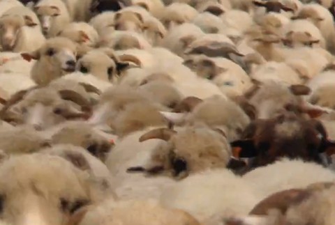 Nezvyčajné sťahovanie. Cez obce prechádzalo obrovské stádo oviec