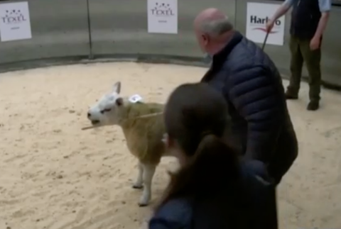 Najdrahší baranček na svete