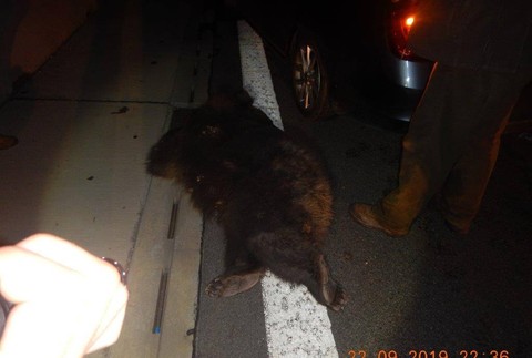 FOTO: Kuriózna zrážka. Na R2 pri Zvolene vbehol vodičovi pod auto medveď 