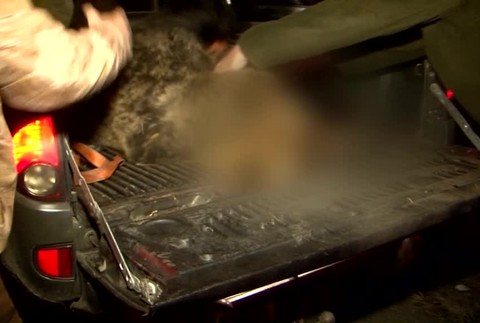 Zrazený medveď6573