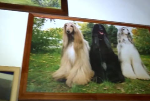 Psík zomrel na Silvestra 