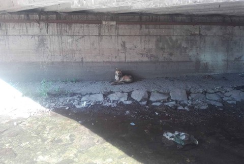 Pri Košiciach niekto vyhodil pod most zviazanú fenku