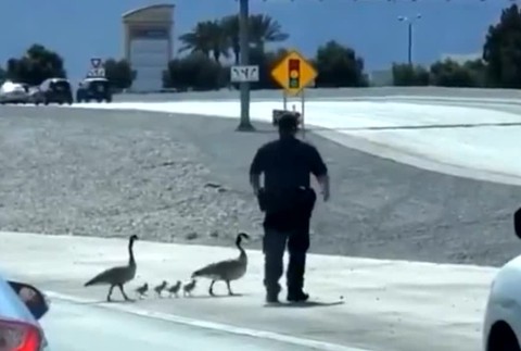 [multi] zachrana kaciciek 454