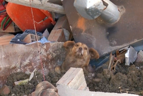 Z ruín domu zachránili psíka