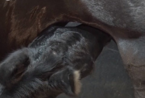 Na Slovensku sa narodili vzácne žriebätá. Zapísané sú dokonca v kráľovskej knihe