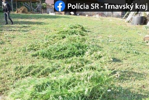 Policajná razia u staršieho manželského páru: Vo fóliovníku pestovali konope, doma držali aj zbrane