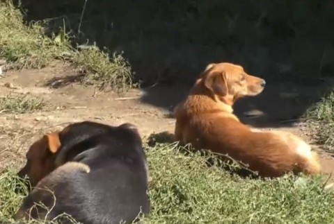 Dobrovoľníci vyrazili do ulíc. Pomáhajú pri odchyte stovky psov