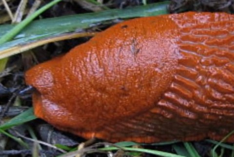 Otužilý slimák pustoší úrodu v Rusku. Slovenskí záhradkári s ním bojujú rôzne