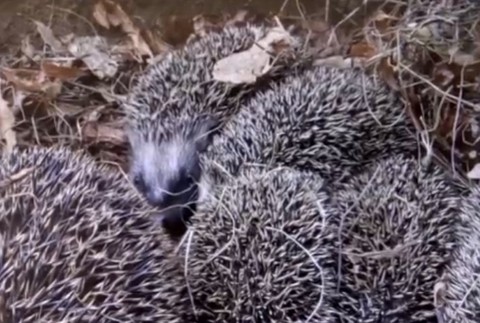 ježe na cintoríne