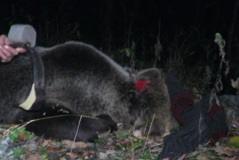 Medveďovi Žigovi odobrali obojok