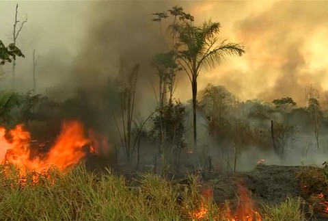 Stovky zvierat utekajú pred požiarom v Amazonskom dažďovom lese. V Bolívii pre ne stavajú útulky