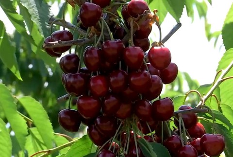 ovocinári a pálenka 