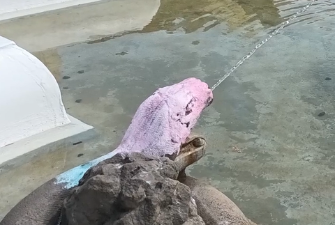 Pomaľovaná Neptúnova fontána v Prešove