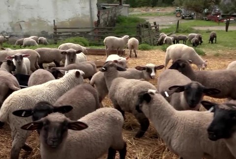 [multi] Kradez jahniat 691