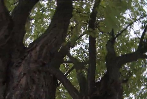 Obyvatelia Martina sú pobúrení. Robotníci uväznili stromy v asfalte