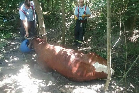 Hasiči zachránili uviaznutú kravu