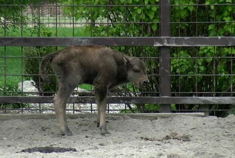 [multi] Zubrica 5678