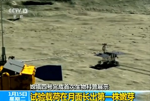 Na Mesiaci vyklíčila bavlna