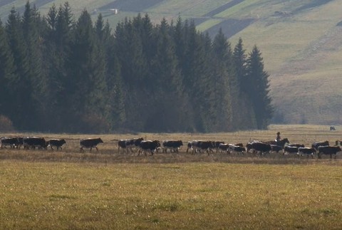 Stádo kráv zháňajú z pastvy 