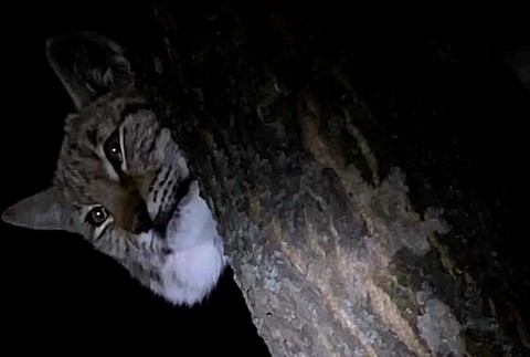 [multi] Rys v meste 4951