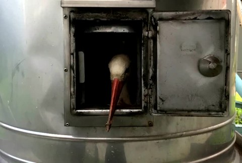 [multi] KN Záchrana bociana 1884