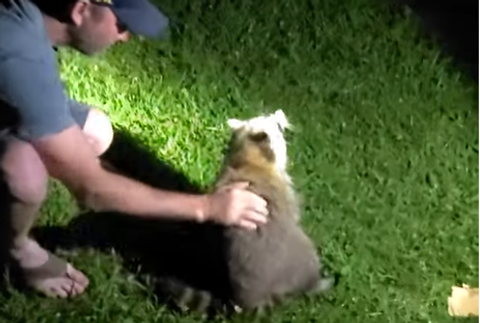 zachrana medvedika cistotneho