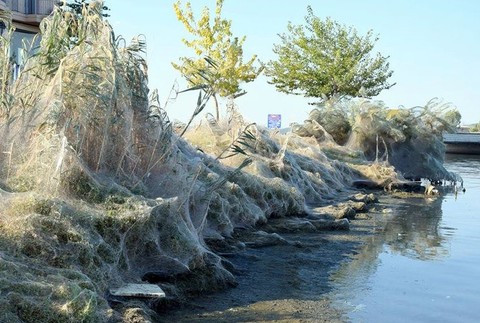 Pavúčia sieť na pobreží Grécka