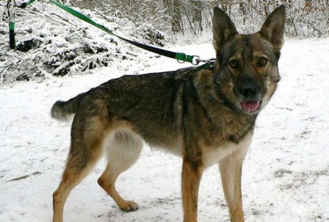 Mimi kríženec vlčice a nemeckého ovčiaka nezvestná Košice azylový dom