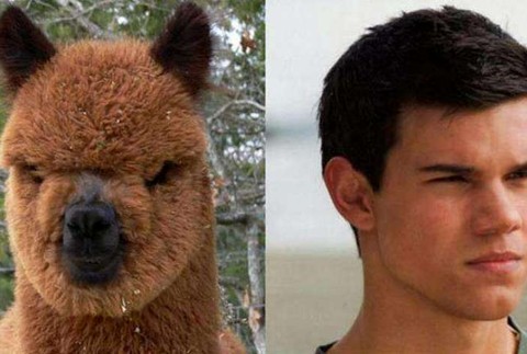 Taylor Lautner