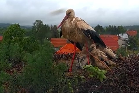 Silné daŹde v Liptove vytápajú bocianie hniezda. 