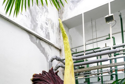 Raritný kvet v Botanickej záhrade