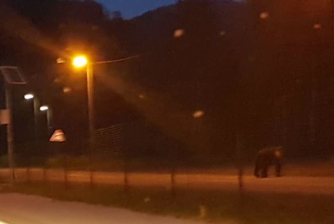 Na severe Slovenska sa medveď prechádzal po dedine. Tak skoro asi neodíde