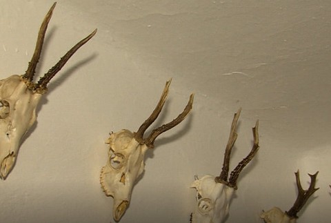 V lesoch sa objavujú zberači trofejí. Z jelenieho parožia si robia biznis