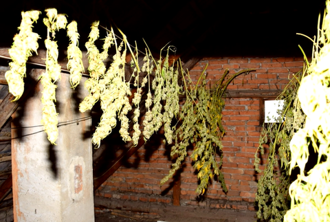 NAKA zasahovala na Záhorí. Dvojica skončila v putách