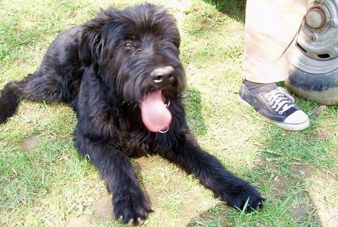 Nevideli ste čierneho bradáča Adara?