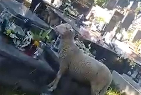 Netradičné zásahy mestskej polície