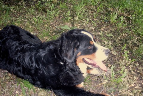 Bernský salašnícky pes, stratený pes vo Veľkom Šariši sirka,vyska