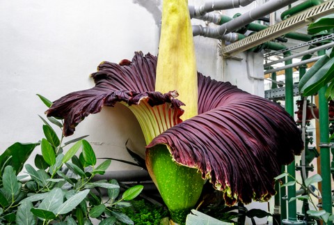 Raritný kvet v Botanickej záhrade