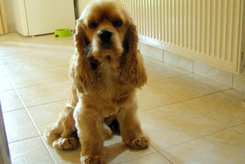 Kokeršpaniel americký Lukasik Košice stratený