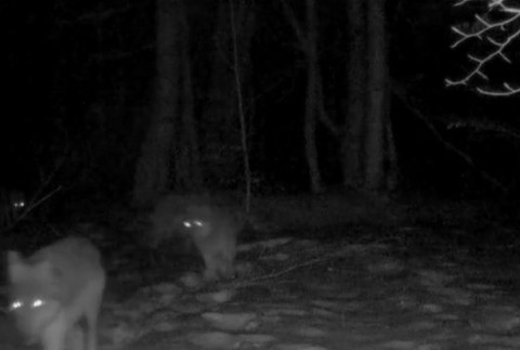 Zháňal sa vlčí moč, trus, srsť či krv šeliem.