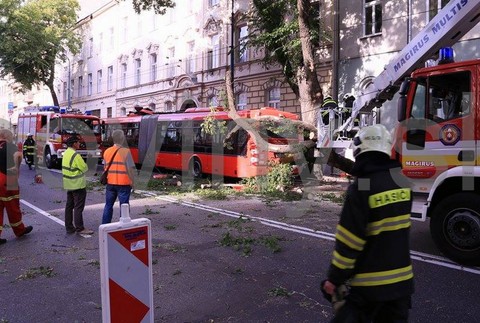 Bratislava - Štefánikova, strom, padnutý, MHD 1