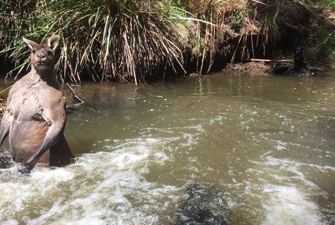 svalnatý klokan Austrália 3