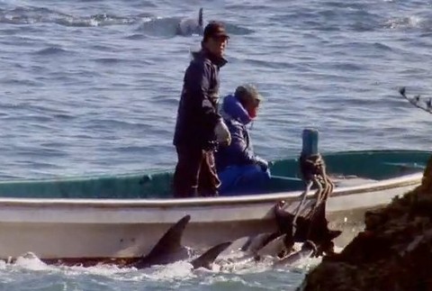 japonci lovia delfiny