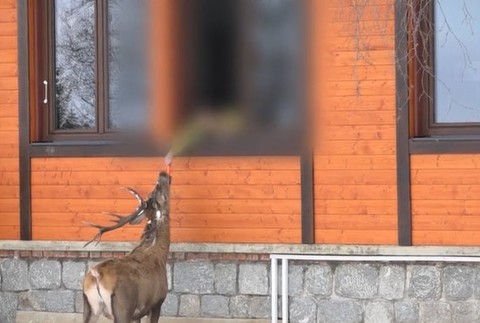 Petra napadol jeleň len pár metrov od rodinného domu.