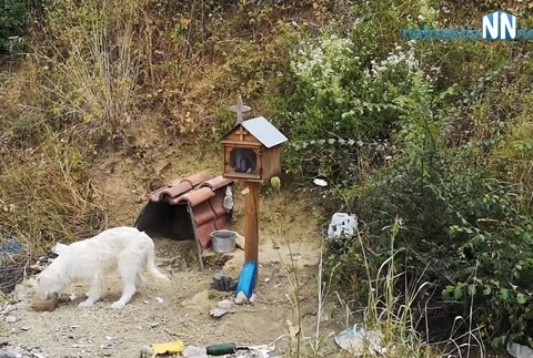 Pes čaká na svojho majiteľa niekoľko mesiacov na mieste, kde zomrel